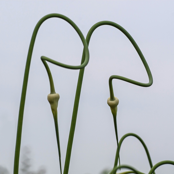 gartenknoblauch - (c) r pattke.jpg